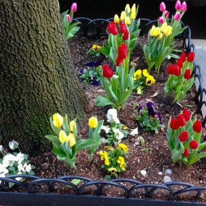 Spring sidewalk blooming beauties!